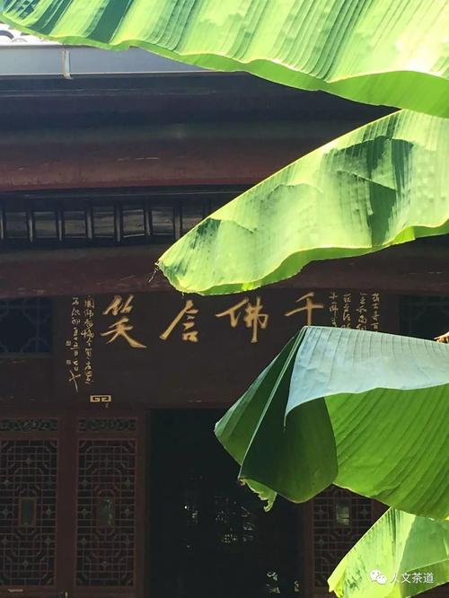 九華聽禪 甘露蘊茶